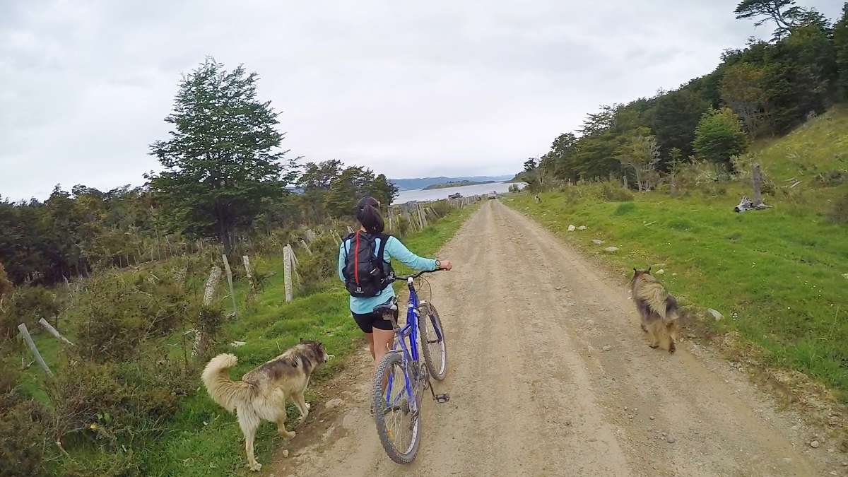 Dogs in Puerto Eugenia