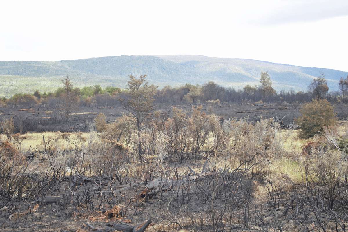 forest fire patagonia