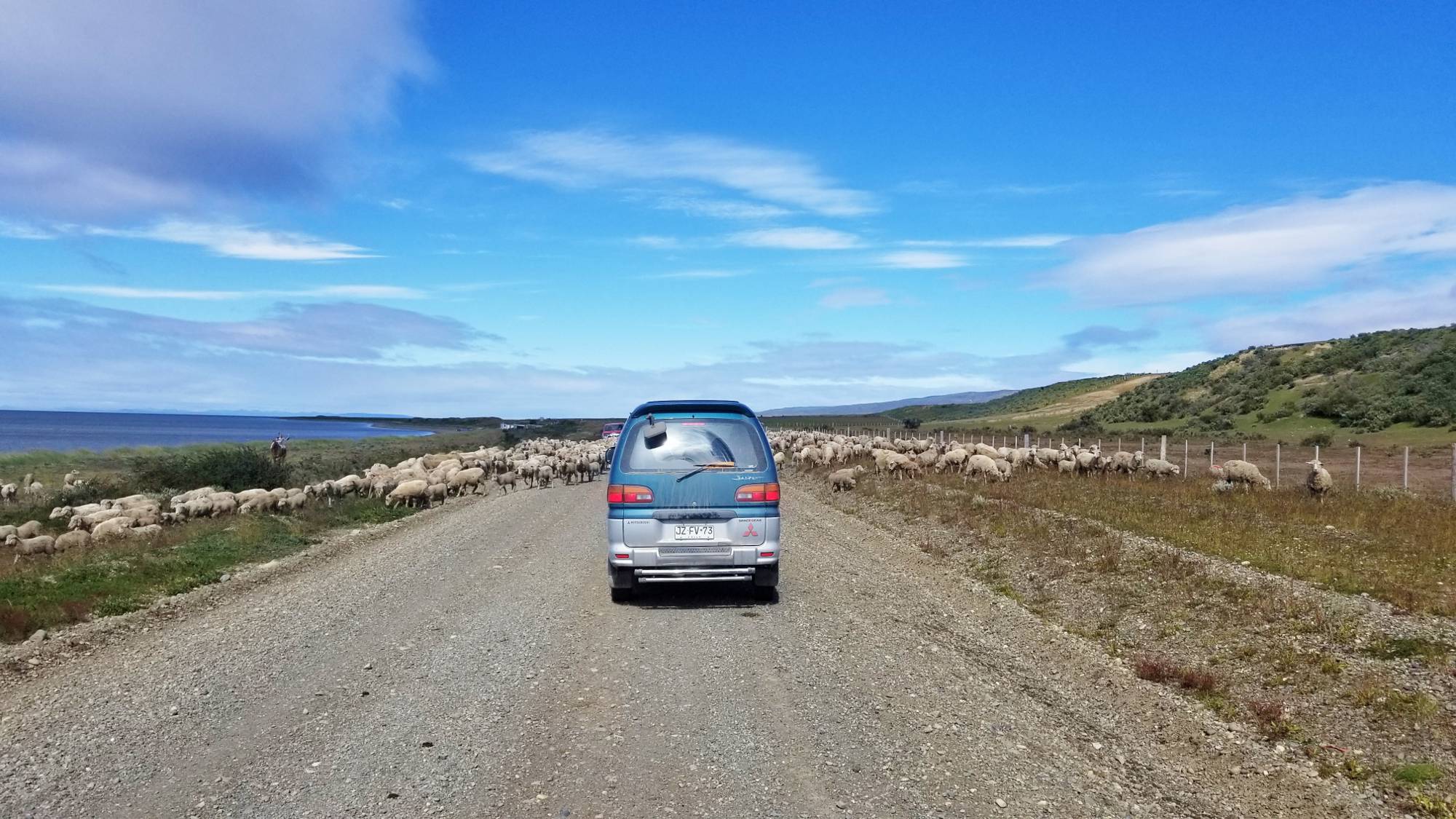Sheep crossing on route Y-71 to Porvenir