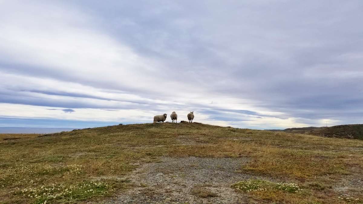 Sheep in Tierra del Fuego