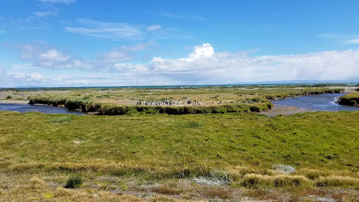 King penguins at Parque Pinguino Rey