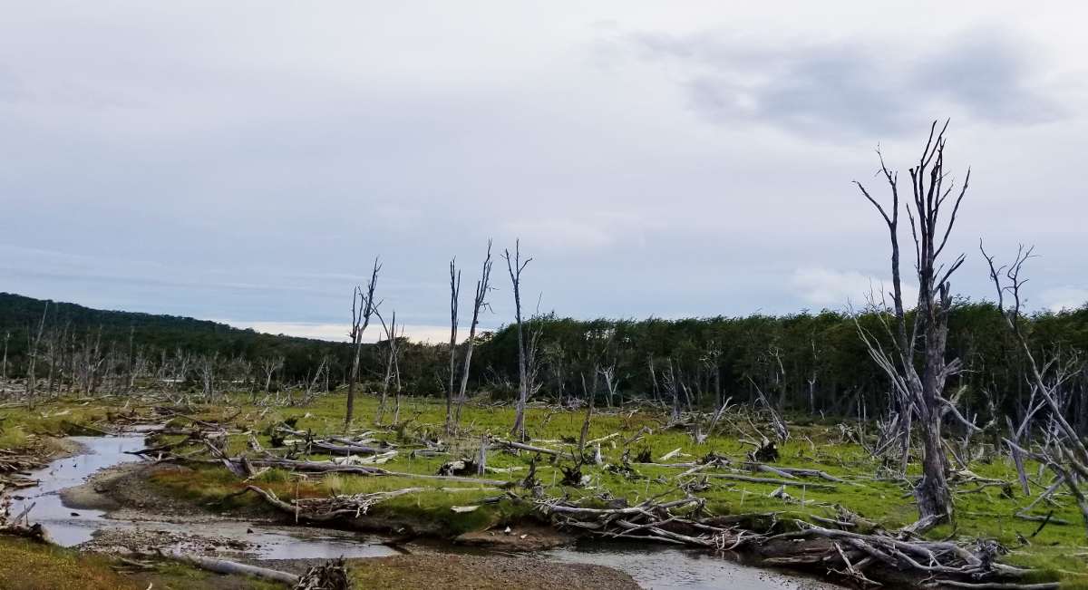 Sectores destrozados por castores cerca de Lago Blanco
